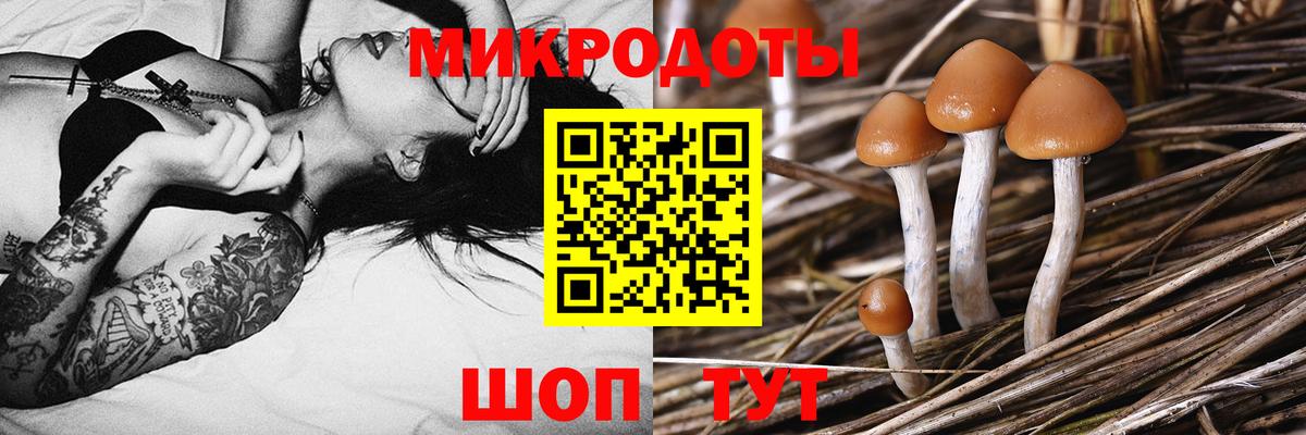 Псилоцибиновые грибы Psilocybe Кудрово