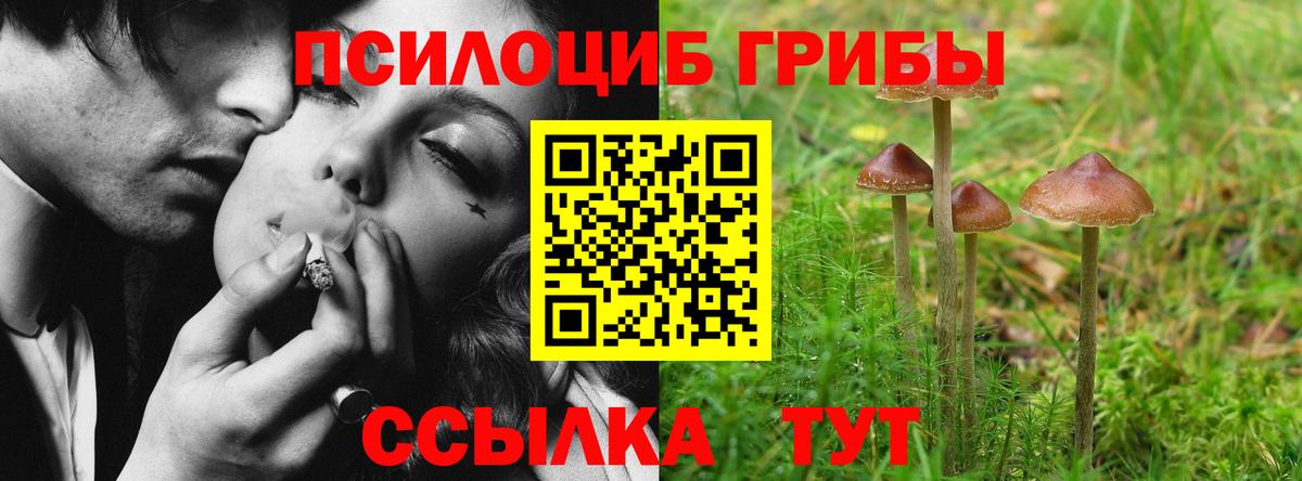 Галлюциногенные грибы Cubensis  Псилоцибиновые грибы мицелий  закладка  Вход с VPN  Кудрово 